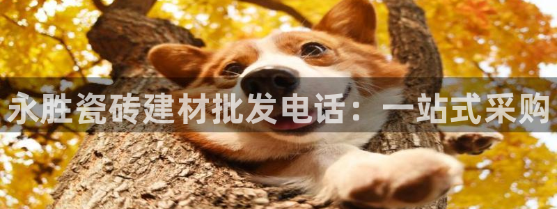 杏鑫官网最新信息新闻