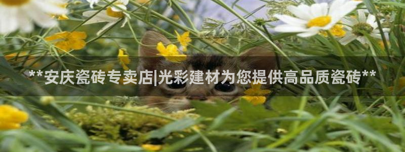 杏鑫平台代理怎么样赚钱