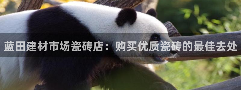 杏鑫娱乐开发团队